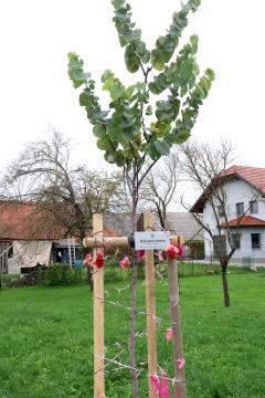 Posaditev  rožnatega drevesa v Pocinovem vrtu 25 Foto Ljubo Vukelič